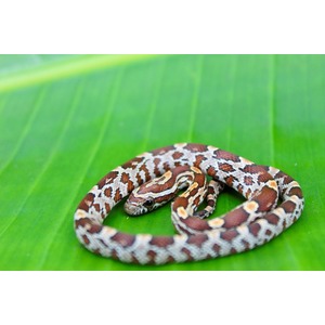 Small brown and white patterned snake coiled on a bright green leaf.