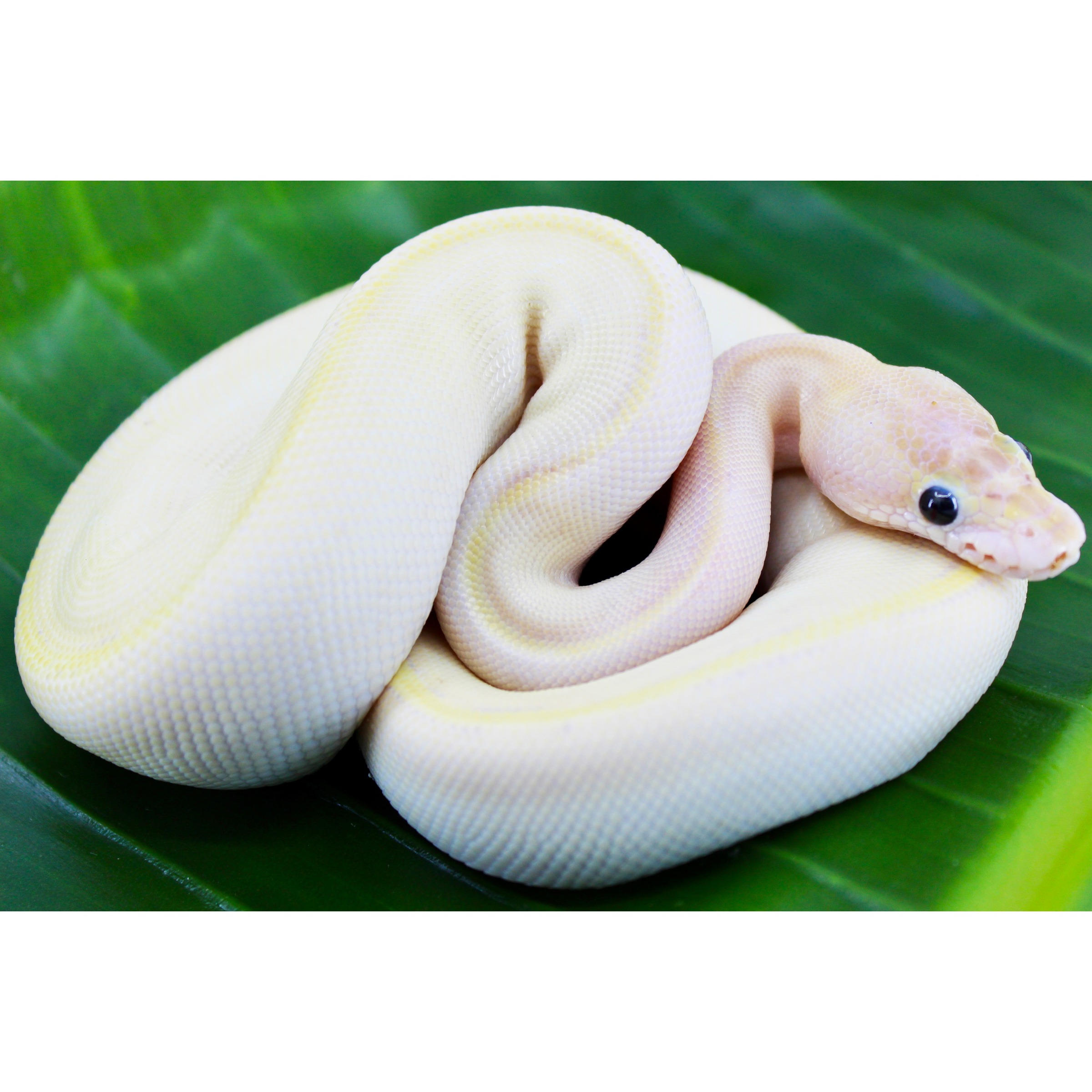 Cream-colored snake coiled on a green leaf, pale yellow markings along its smooth body with a visible head.