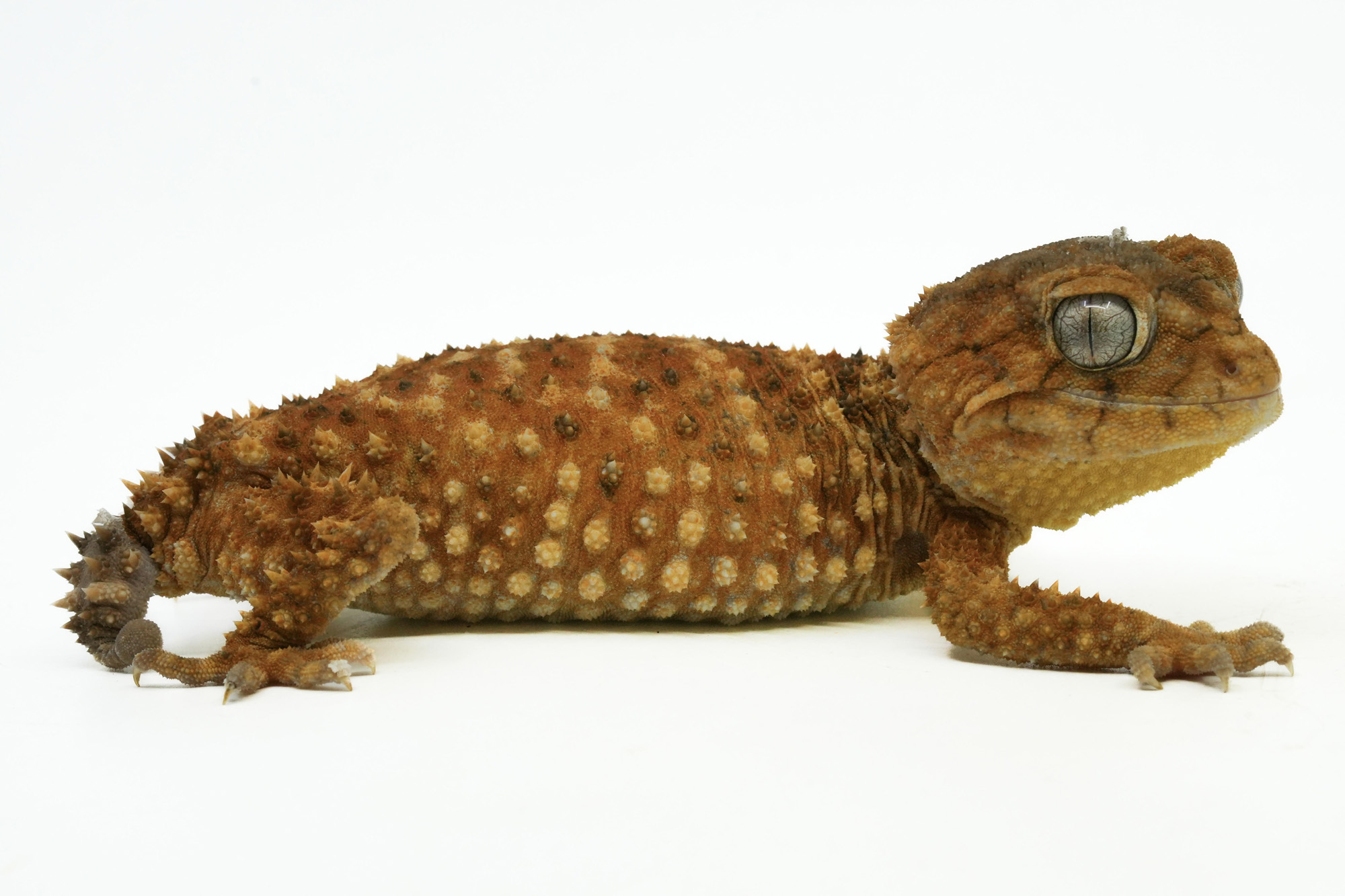 LLLReptile