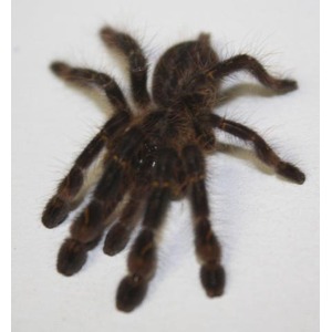 Brown, hairy tarantula spider with thick legs on a light surface.