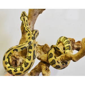 Yellow snake with bold black markings coils around a twisting branch.