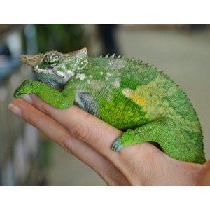 Green chameleon perched on a human hand, with textured scales, a spiky dorsal crest, and yellow patches along its body.