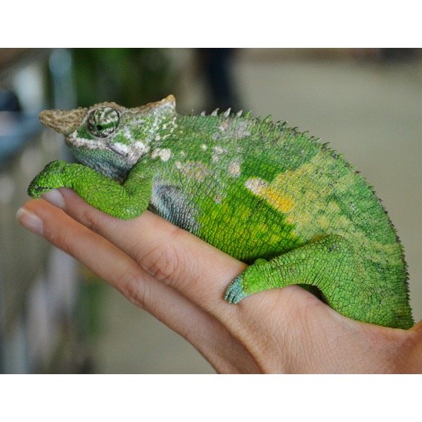 Green chameleon perched on a human hand, with textured scales, a spiky dorsal crest, and yellow patches along its body.