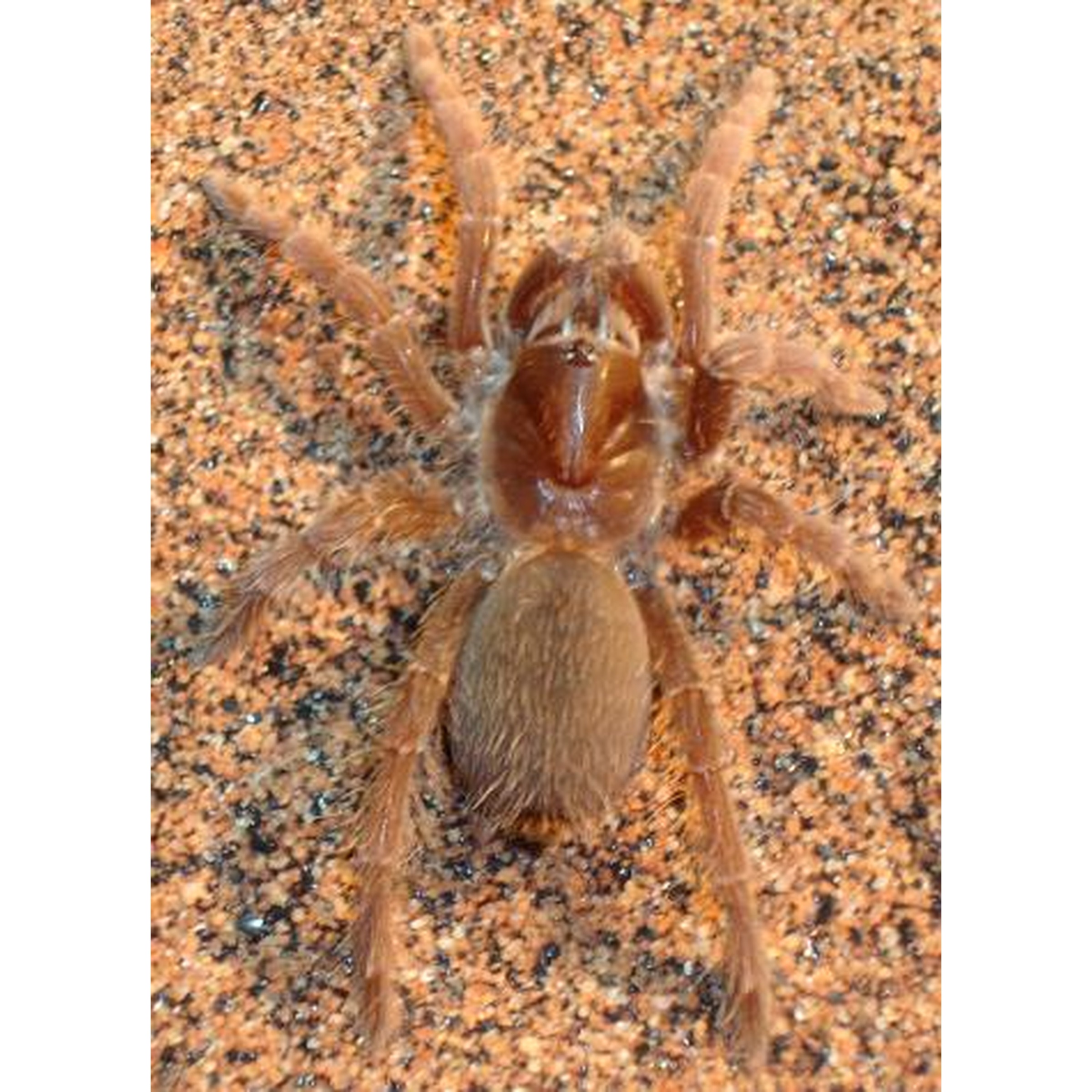 Brown hairy tarantula on orange speckled ground.