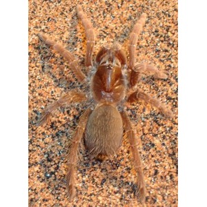 Brown hairy tarantula on orange speckled ground.
