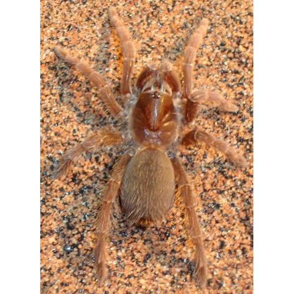 Brown hairy tarantula on orange speckled ground.