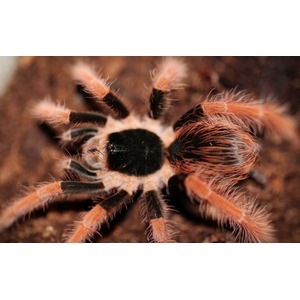 Close-up of a hairy orange and black tarantula with spiky legs on brown substrate.
