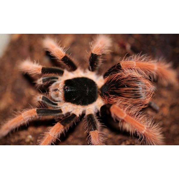 Close-up of a hairy orange and black tarantula with spiky legs on brown substrate.