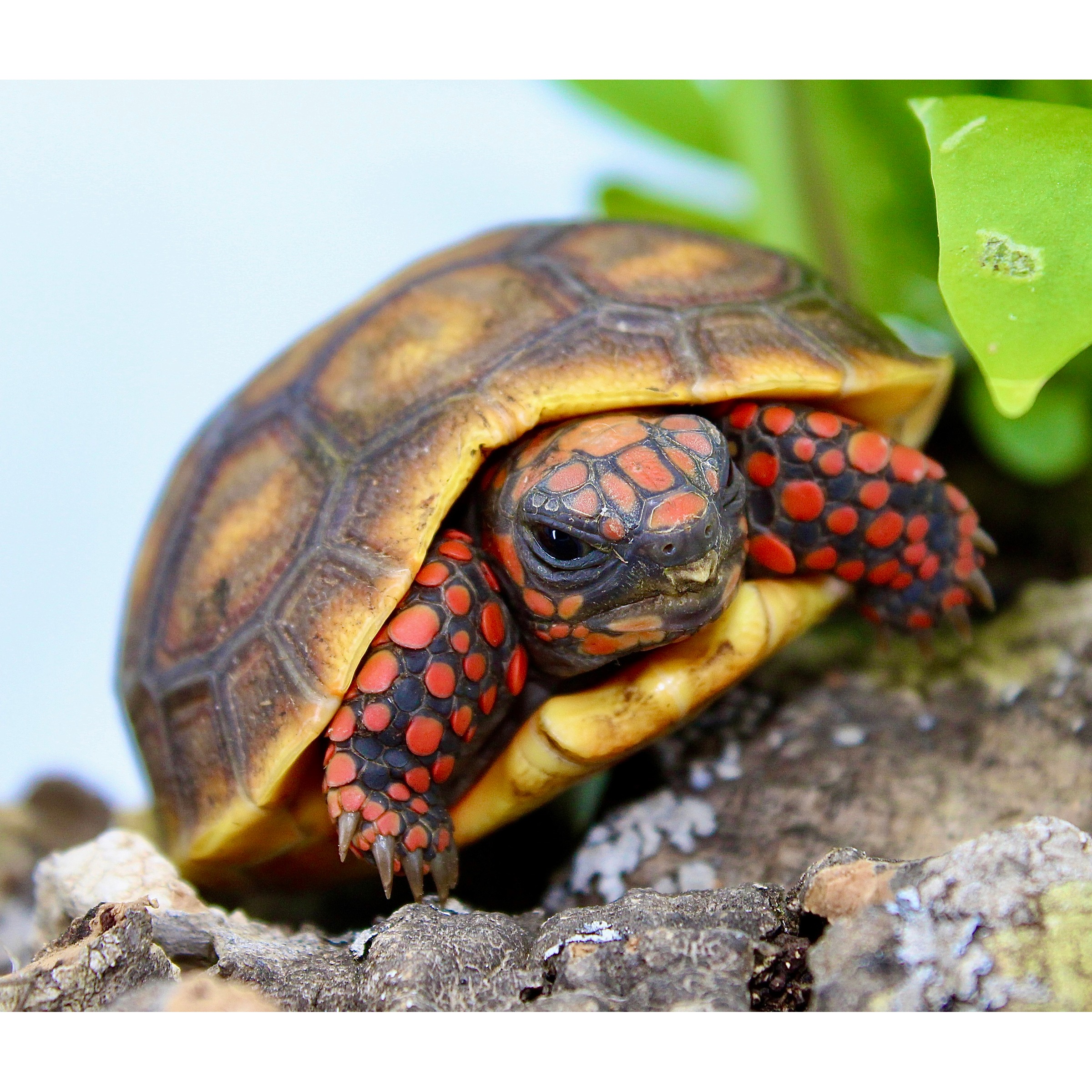Red-footed tortoise with orange-red spotted limbs peeking from a brown patterned shell among rocks.