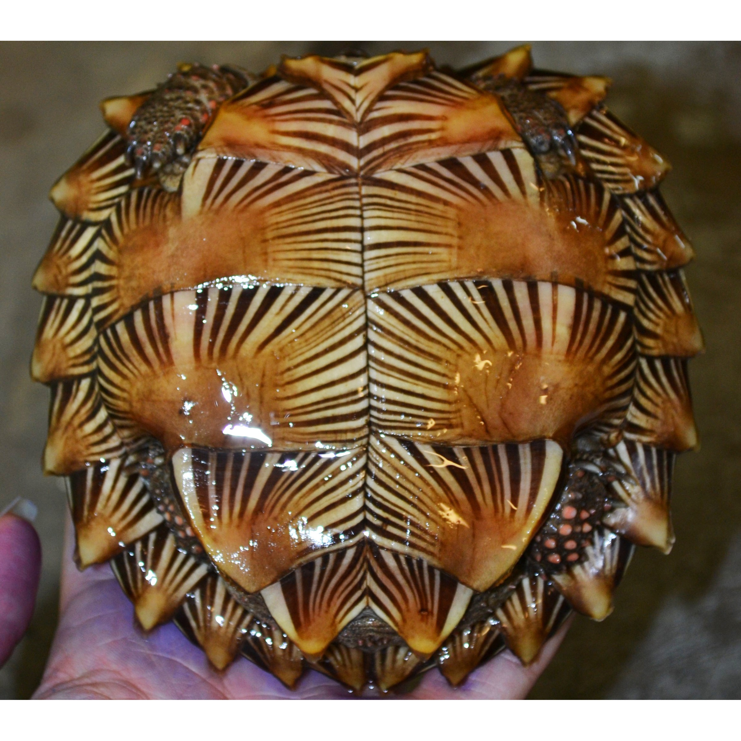 Close-up of a spiky, striped shell with overlapping brown plates, held in a hand.