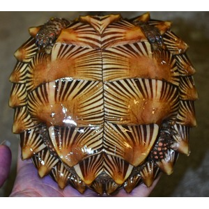 Close-up of a spiky, striped shell with overlapping brown plates, held in a hand.