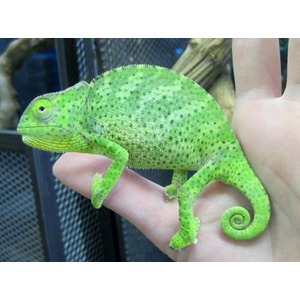 Bright green chameleon with speckled skin sits on a human hand, curled tail visible.