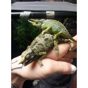 Two chameleons perched on a person’s hand, with a green one atop a brown patterned companion.