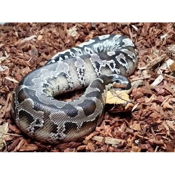 Coiled gray patterned snake on brown wood chips.