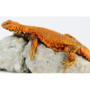 Orange and red textured lizard lounging on a gray rock.