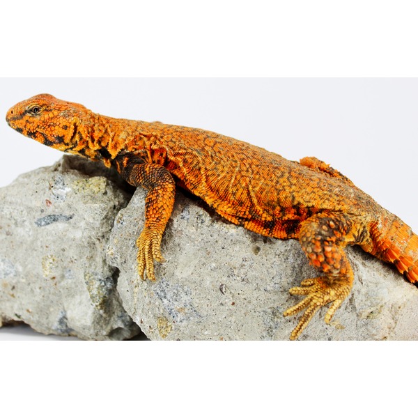 Orange and red textured lizard lounging on a gray rock.