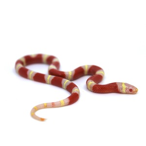 Red, yellow, and white banded snake on a white background.