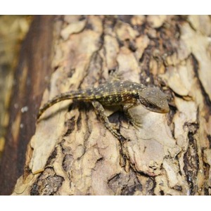Small lizard with a dark, speckled back on rough tree bark.