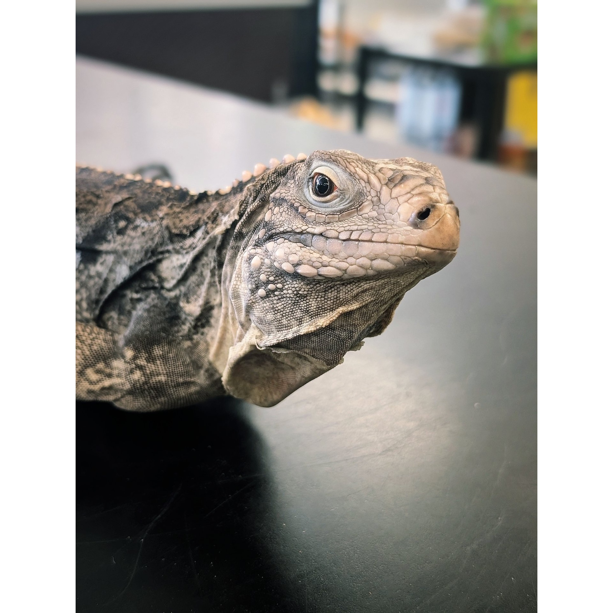 Close-up of a scaly grey and black lizard's head and body on a dark surface.