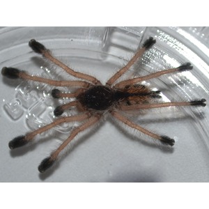 Brown tarantula with black-tipped legs inside a clear container.