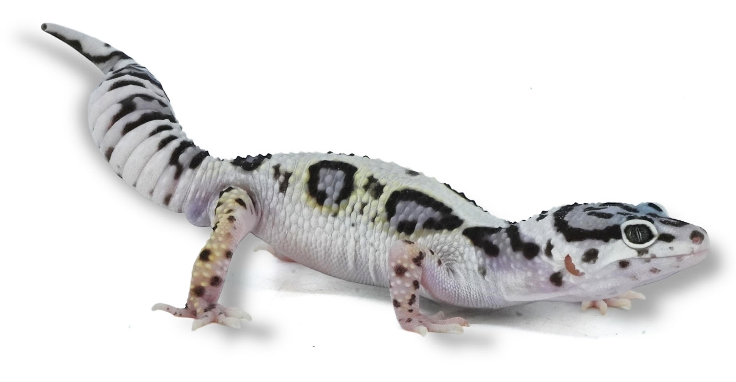 Leopard Geckos | LLLReptile