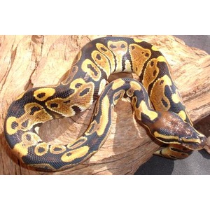 Ball python coiled on a wooden log, displaying yellow and black pattern.