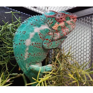 Turquoise chameleon with red and white speckles perched on a spiky green plant inside a wire mesh enclosure.