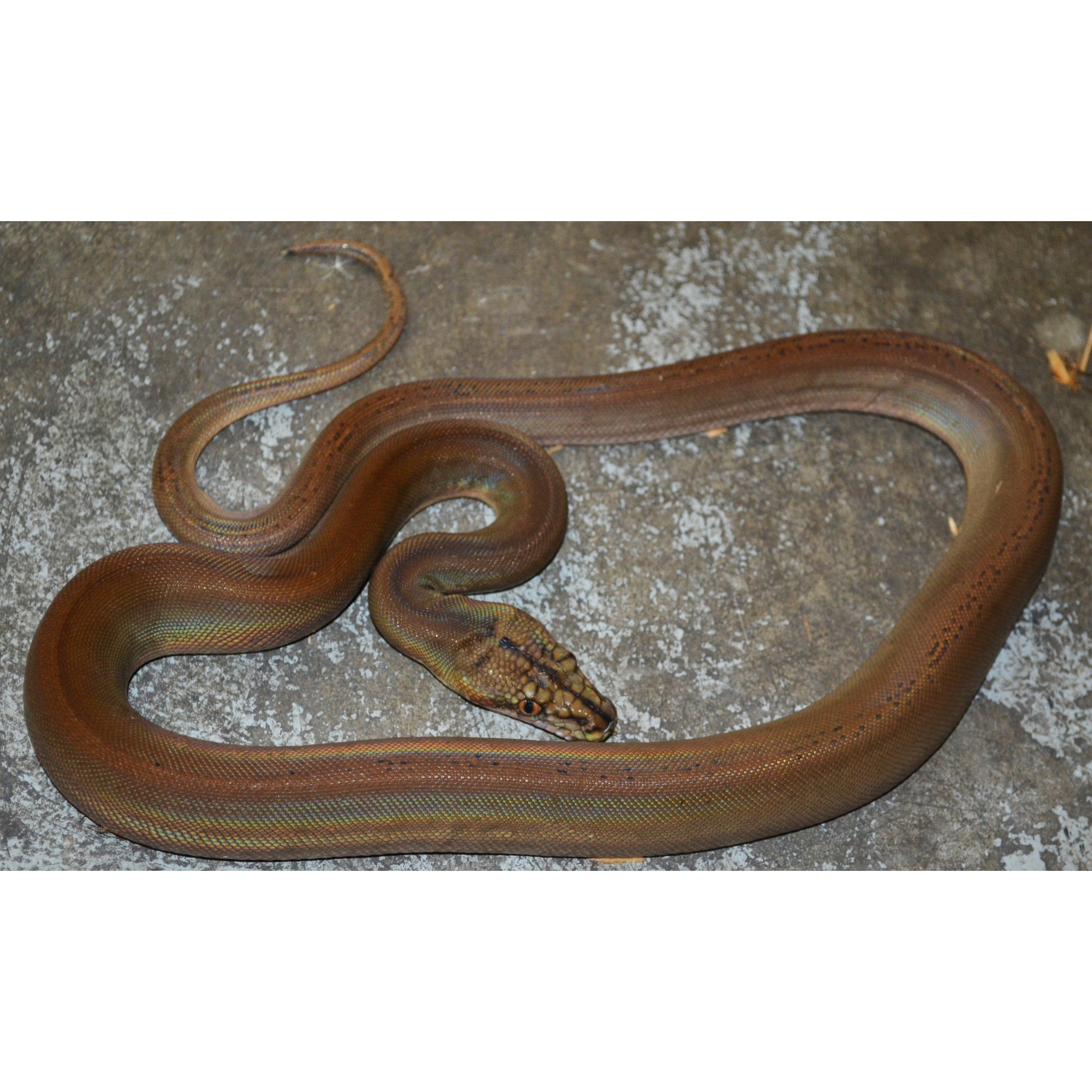 Coiled brown iridescent snake on a textured gray surface.