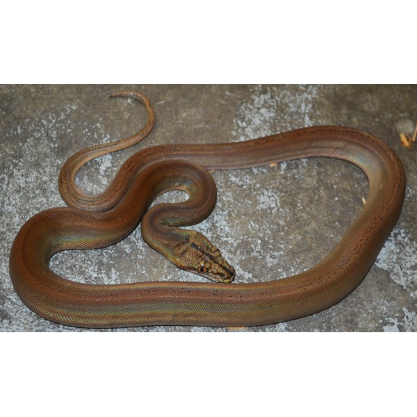 Coiled brown iridescent snake on a textured gray surface.