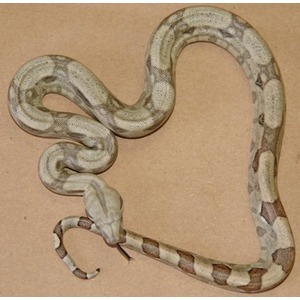 Cream and brown patterned snake coiled on a tan surface, tongue flicking outward.