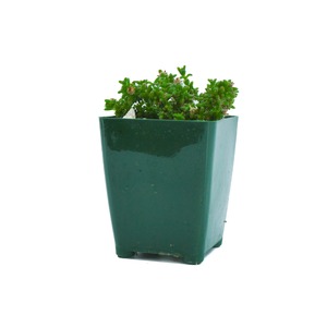 Green succulent plant with dense foliage in a dark green plastic pot