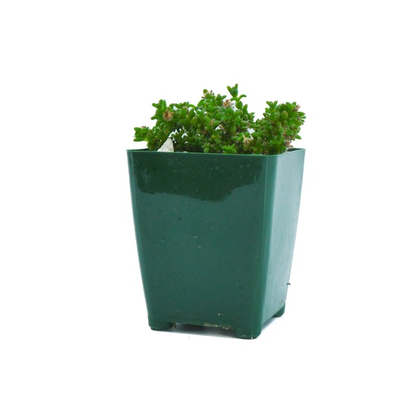 Green succulent plant with dense foliage in a dark green plastic pot