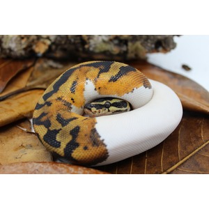 Coiled snake with orange, black, and white scales resting on brown fallen leaves.