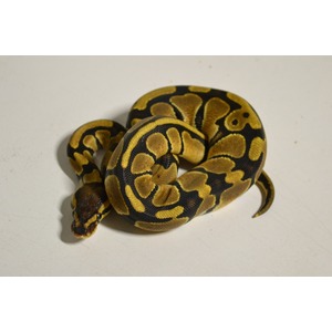Yellow and black patterned ball python coiled on a white surface.