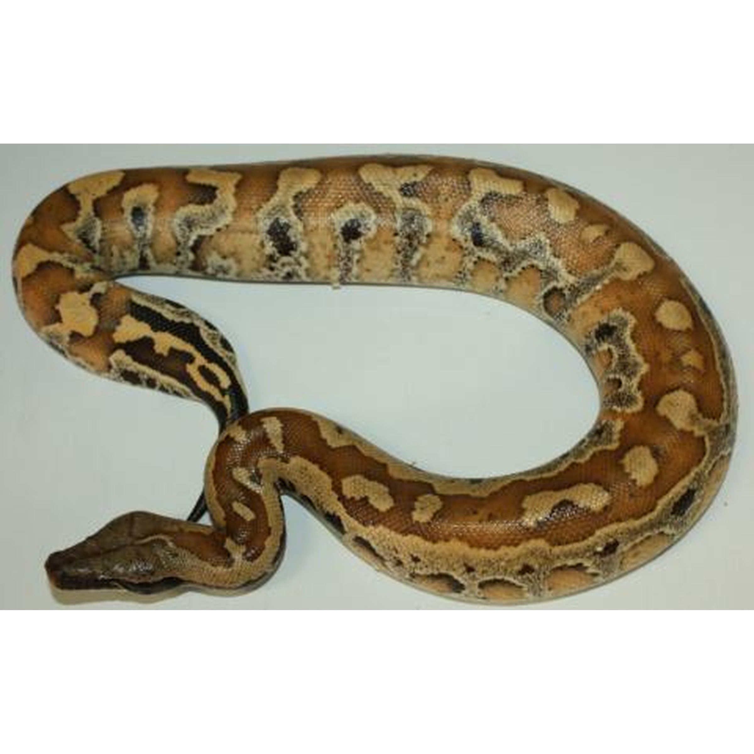 Brown-patterned boa constrictor coiled with head resting at left.