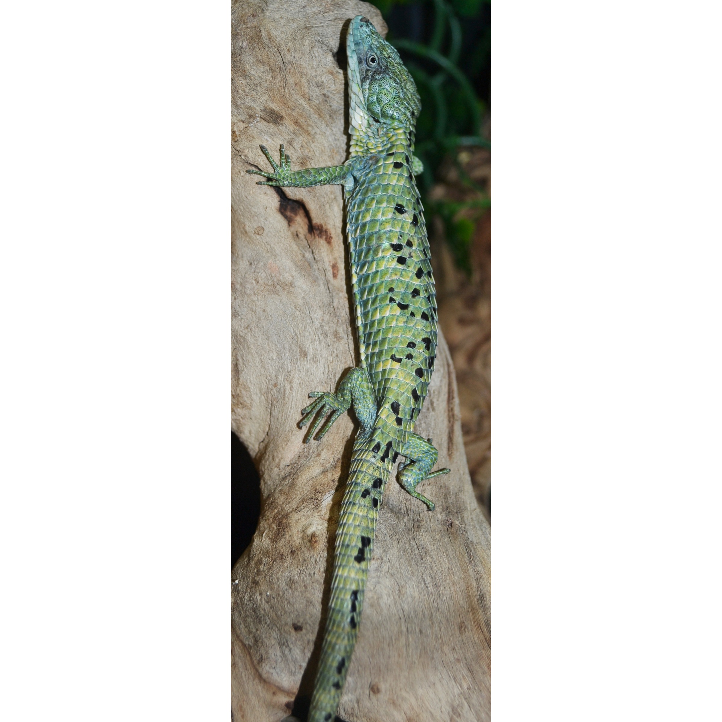 Abronia mixteca Alligator Lizards w/regrown tails For Sale