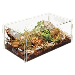 Clear terrarium with a colorful frog among moss, plants, bark, and soil.