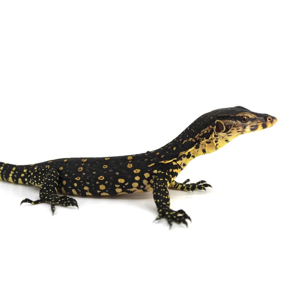 Black lizard with yellow spots and a long snout, crawling on a white background.