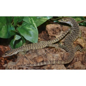 Two mottled brown lizards with yellow speckled patterns on rocky terrain among green leaves.