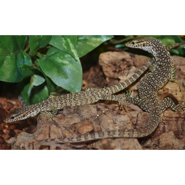 Two mottled brown lizards with yellow speckled patterns on rocky terrain among green leaves.
