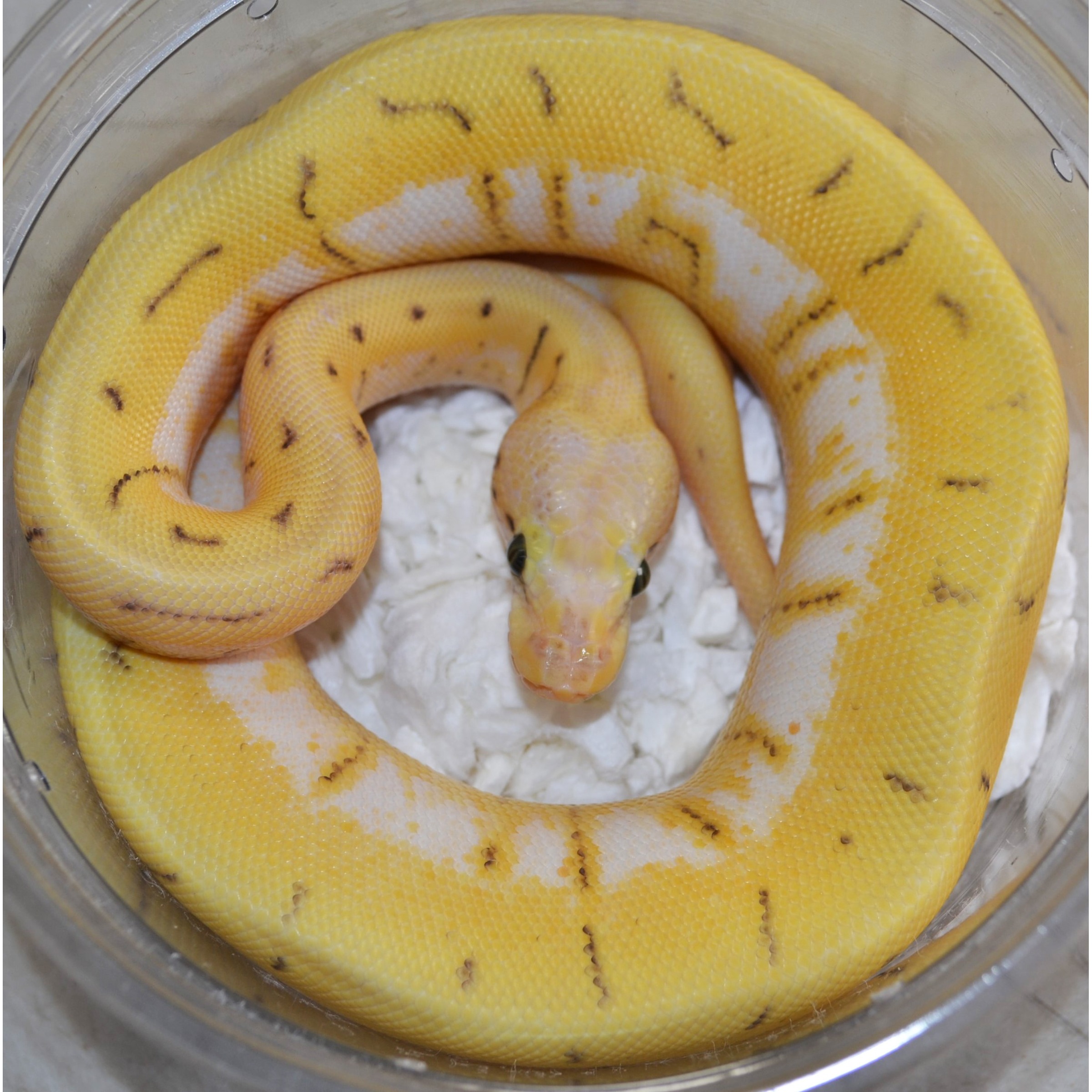 Yellow albino ball python coiled in a clear container on white bedding.