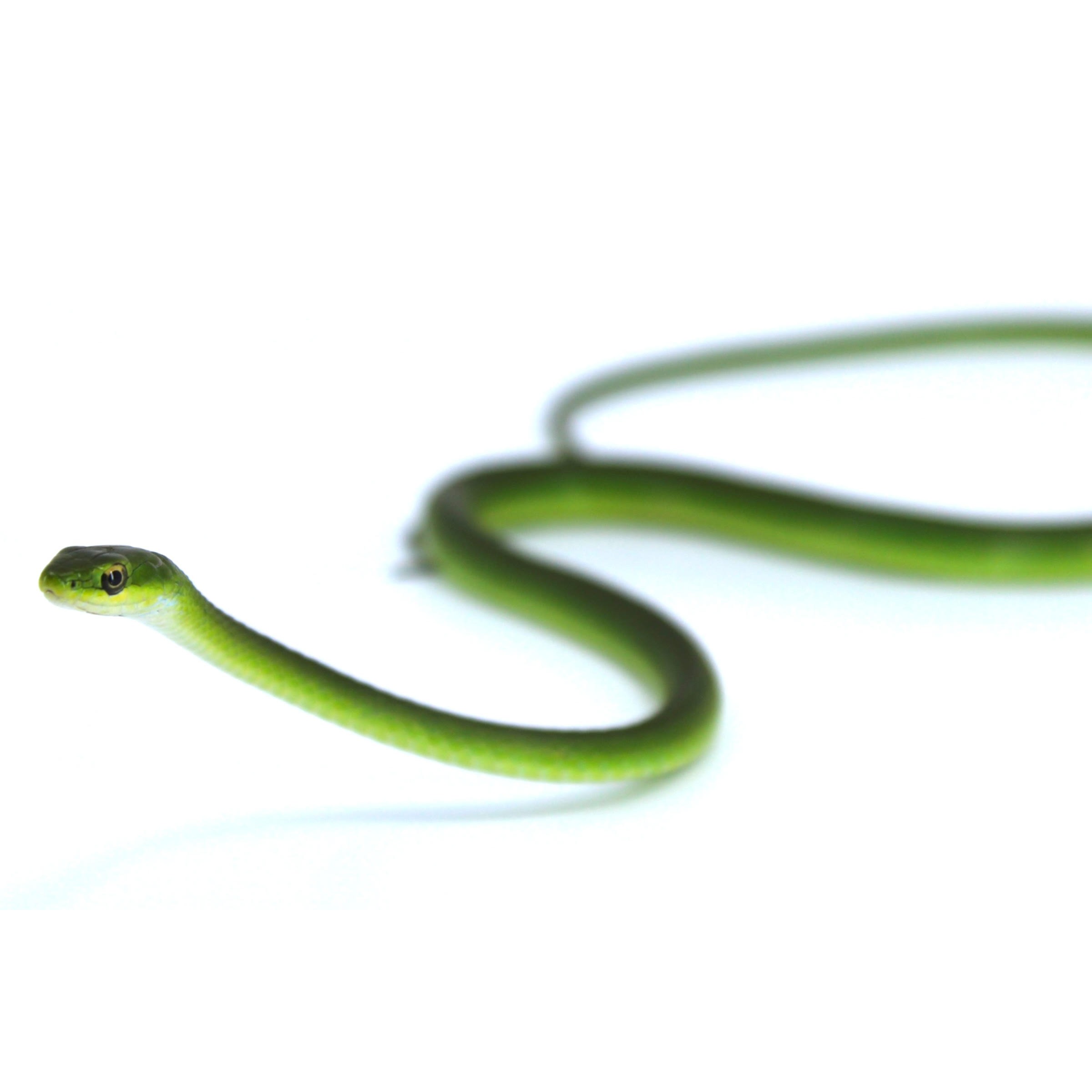 Green slender snake with a curling body on a white background, head near the foreground.