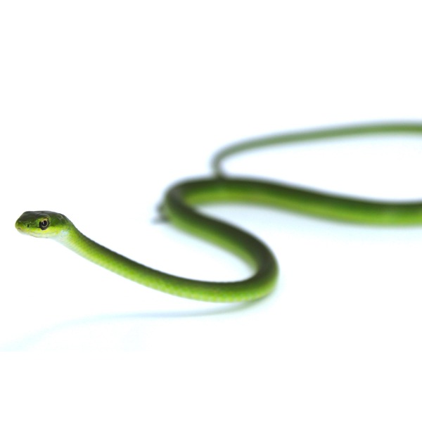 Green slender snake with a curling body on a white background, head near the foreground.