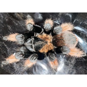 A large black and orange hairy tarantula sits on a dark, reflective surface.