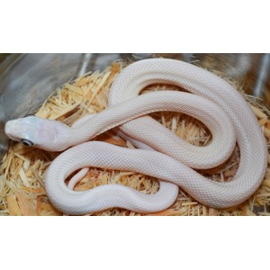 Albino snake coiled on wood shavings inside a metal container, head lifted.