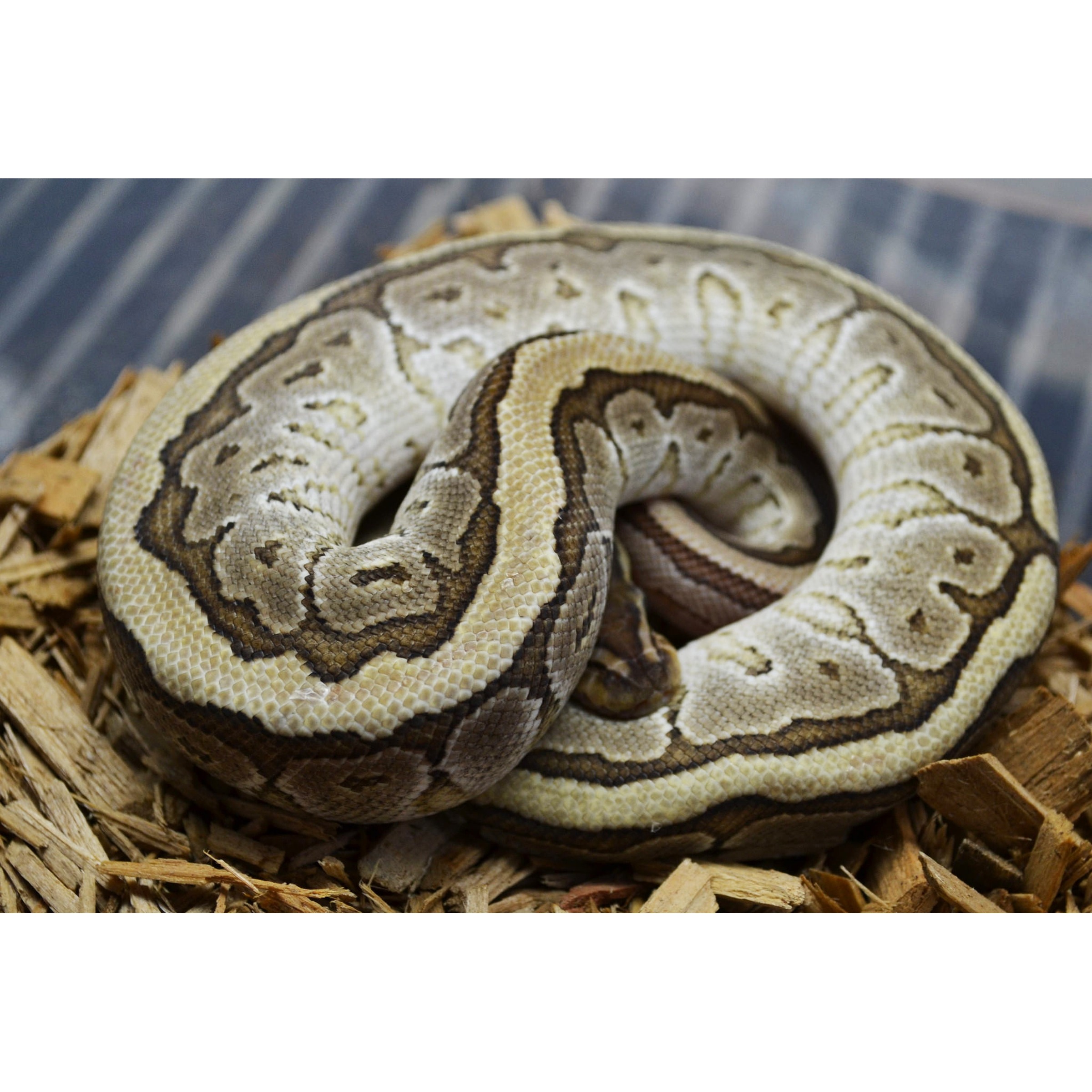 Coiled ball python resting on wood chips, beige and brown patterned scales.