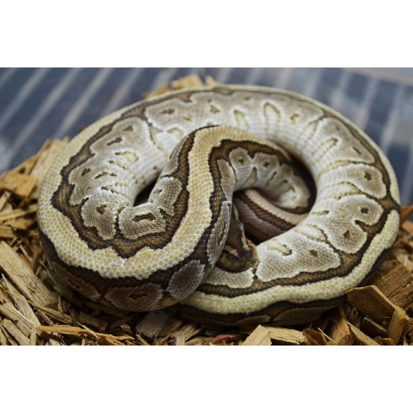 Coiled ball python resting on wood chips, beige and brown patterned scales.