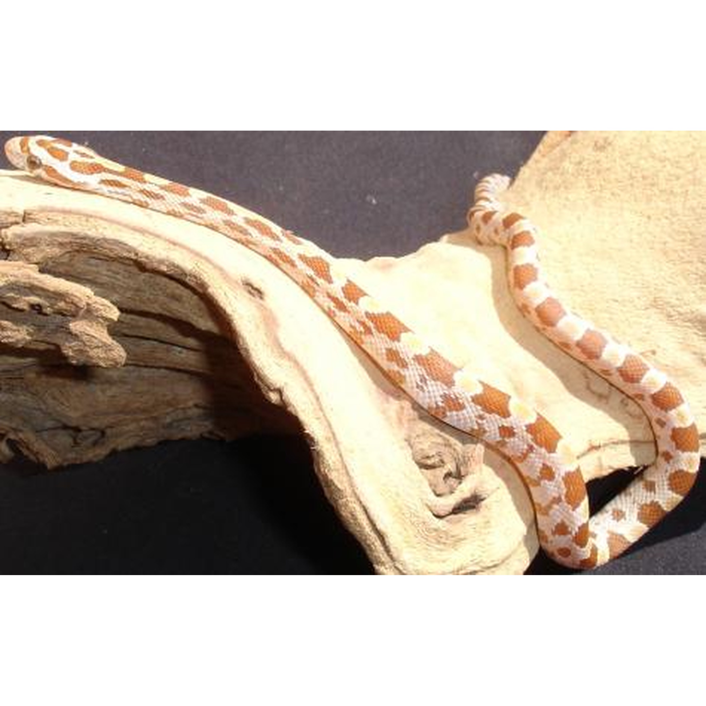 Brown and white patterned snake slithering across a curved piece of driftwood.