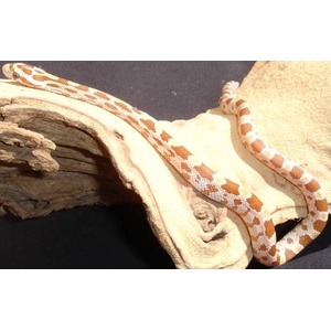Brown and white patterned snake slithering across a curved piece of driftwood.