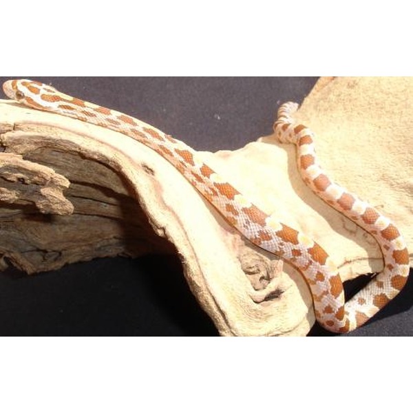 Brown and white patterned snake slithering across a curved piece of driftwood.